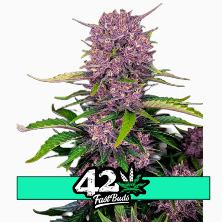 Purple Lemonade Auto - samonakvétací semena marihuany 3 ks Fast Buds