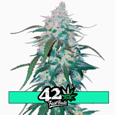 Pineapple Express Auto - samonakvétacie semená marihuany 3 ks Fast Buds