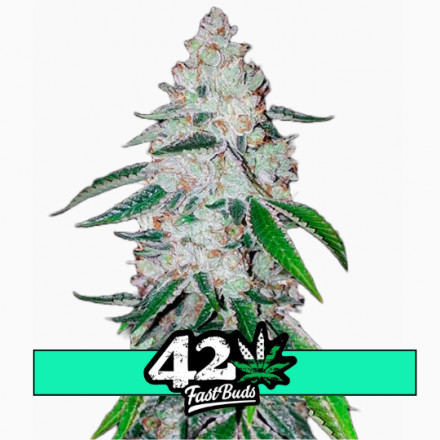 West Coast O.G. Auto - samonakvétacie semená marihuany 5 ks Fast Buds
