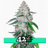 West Coast O.G. Auto - samonakvétací semena marihuany 3 ks Fast Buds