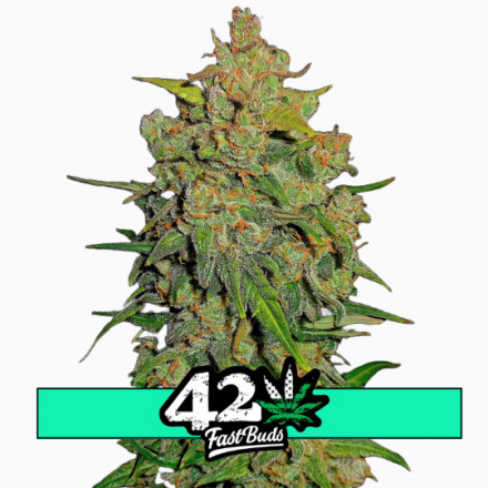 Lemon AK Auto - samonakvétacie semená marihuany 3 ks Fast Buds