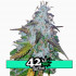 Californian Snow Auto - samonakvétací semena marihuany 3 ks Fast Buds