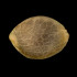Gorilla Frost - feminizované semena 10ks, Silent Seeds