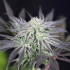 Alaskan Purple - feminizovaná semena konopí 5 ks, Seedsman