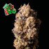 Alaskan Purple - feminizovaná semena konopí 5 ks, Seedsman