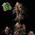 Peyote Gorilla - feminizovaná semena konopí 5 ks, Seedsman
