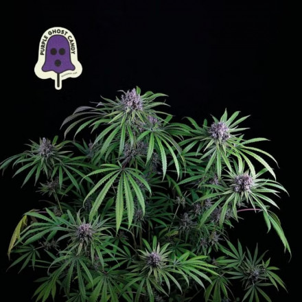 Purple Ghost Candy - feminizovaná semena konopí 3 ks, Seedsman