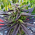 Purple Ghost Candy - feminizovaná semena konopí 5 ks, Seedsman