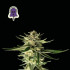 Purple Ghost Candy - feminizované semienka konope 5 ks, Seedsman
