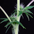 L.A. Peyote Kush - feminizovaná semena konopí 3 ks, Seedsman