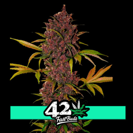 LSD-25 Auto - samonakvétacie semená marihuany 3 ks Fast Buds