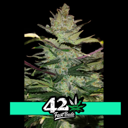Levně Green Crack Auto - samonakvétací semena marihuany 3 ks Fast Buds