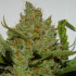 Green Crack Auto - samonakvétací semena marihuany 3 ks Fast Buds