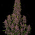 Crystal Meth Auto - samonakvétací semena marihuany 3 ks Fast Buds