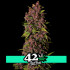 Crystal Meth Auto - samonakvétací semena marihuany 3 ks Fast Buds