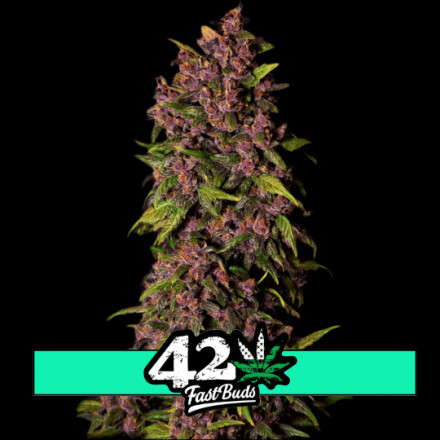 Crystal Meth Auto - samonakvétací semena marihuany 5 ks Fast Buds
