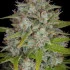 Orange Sherbet Auto - samonakvétací semena marihuany 3 ks Fast Buds