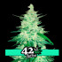 CBD Crack Auto - samonakvétací semena marihuany 3 ks Fast Buds