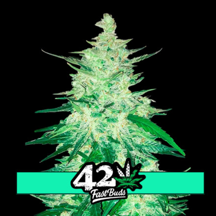 CBD Crack Auto - samonakvétací semena marihuany 10 ks Fast Buds