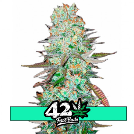 G14 Auto - samonakvétacie semená marihuany 3 ks Fast Buds
