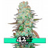 G14 Auto - samonakvétací semena marihuany 3 ks Fast Buds