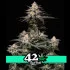 Purple Lemonade FF - feminizovaná semena marihuany 3 ks Fast Buds