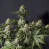 Orange Sherbet FF - feminizovaná semena marihuany 3 ks Fast Buds