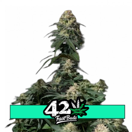 Tropicana Cookies FF - feminizované semená marihuany 10 ks Fast Buds