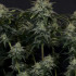 Gorilla Cookies FF - feminizovaná semena marihuany 3 ks Fast Buds