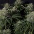 Gorilla Cookies FF - feminizovaná semena marihuany 3 ks Fast Buds