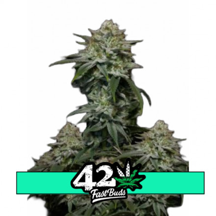 Gorilla Cookies FF - feminizované semená marihuany 5 ks Fast Buds