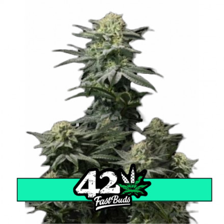 GG4 Sherbet FF - feminizované semená marihuany 3 ks Fast Buds