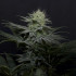 GG4 Sherbet FF - feminizovaná semena marihuany 3 ks Fast Buds