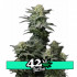 GG4 Sherbet FF - feminizovaná semena marihuany 3 ks Fast Buds