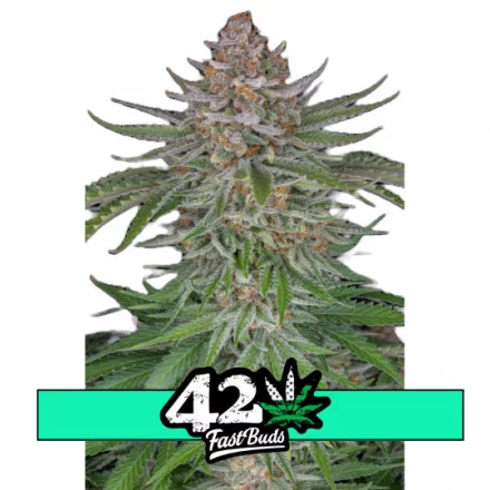 Strawberry Pie Auto - samonakvétací semena marihuany 5 ks Fast Buds