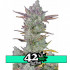 Gorilla Cookies Auto - autoflowering semena marihuany 3 ks Fast Buds