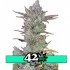Gorilla Cookies Auto - autoflowering semena marihuany 5 ks Fast Buds