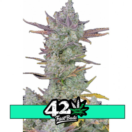 Gorilla Cookies Auto - autoflowering semínka marihuany 5 ks Fast Buds