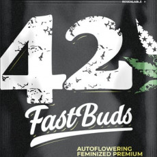 Wedding Cheesecake Auto - autoflowering semena 3ks Fast Buds