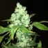 Pineapple Chunk – feminizovaná semena marihuany 5 ks Barney Farms
