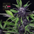 Pink Kush CBD 30:1 autoflowering semínka Seedsman