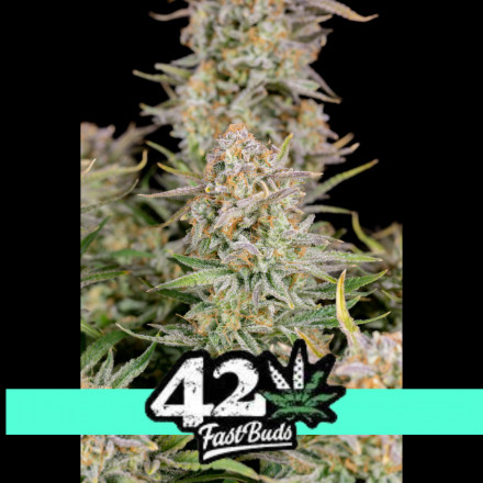 Bruce Banner Auto - samonakvétací semena marihuany 5 ks Fast Buds