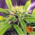 Blueberry Cheese Auto - autoflowering semena marihuany 10 ks Barney's Farm