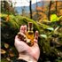 Horský zázvor - 100% přírodní esenciální olej (10ml) - Pěstík