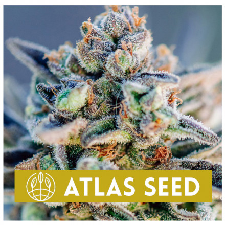 Top Gun Auto - samonakvétací semena marihuany, 5ks Atlas Seed