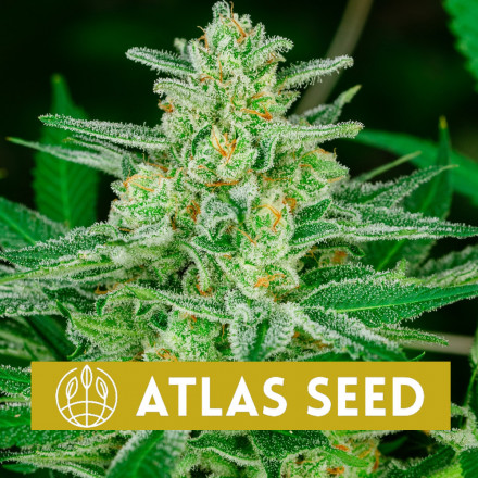 Blue Dream Auto - samonakvétací semena marihuany, 5ks Atlas Seed