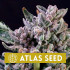 Gelato 41 - feminizovaná semena marihuany, 5ks Atlas Seeds