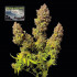 Northern Lights Auto - samonakvétací semena marihuany, 3ks Seedsman