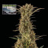 Northern Lights Auto - samonakvétací semena marihuany, 3ks Seedsman