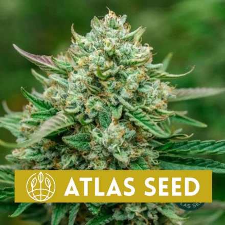 Froot By The Foot Auto - samonakvétací semena marihuany, 5ks Atlas Seed